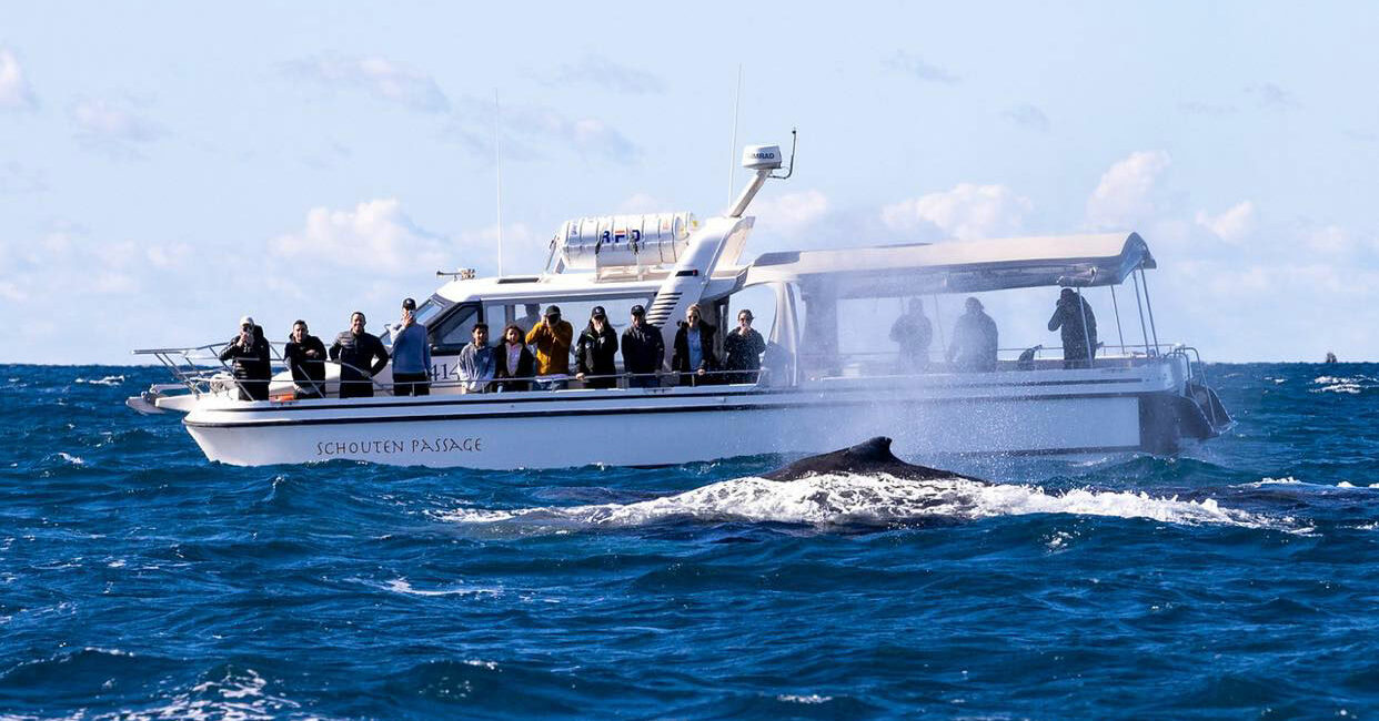 Ocean Whale Watching Experience - Sydney
